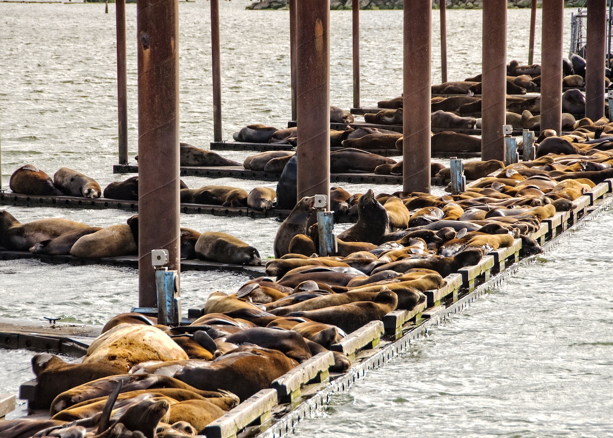 Hundreds of sea lions hauled out on docks.