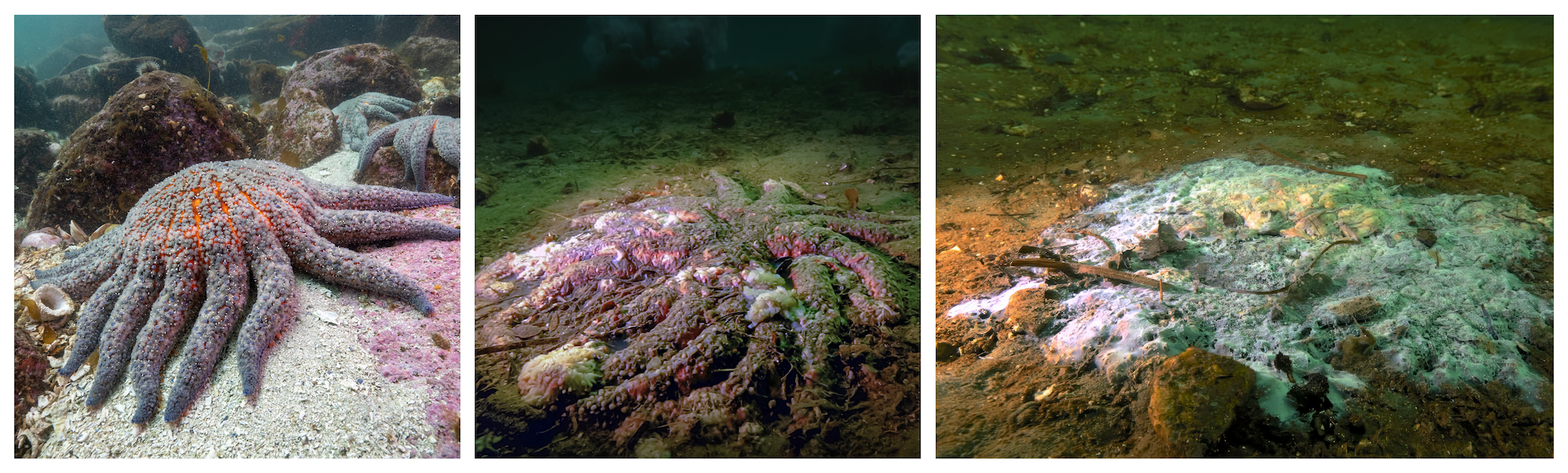 Three images showing the progression of sea star wasting disease in sunflower sea stars, from healthy (left) to early deterioration (center) to advanced decomposition (right).