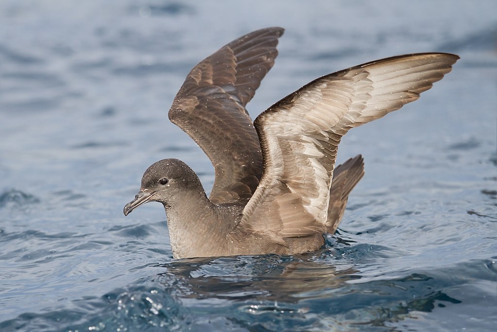 A seabird floating on the water with wings up.