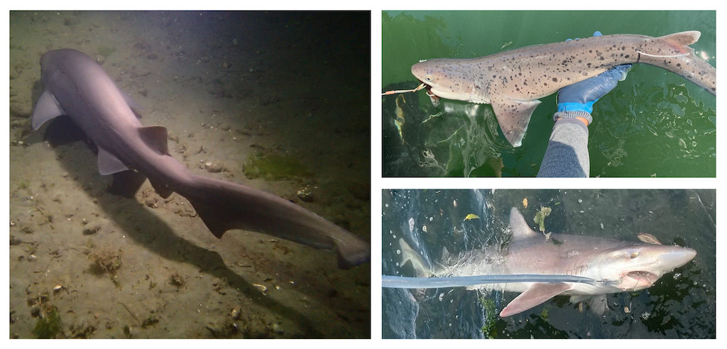 Three images of three shark species