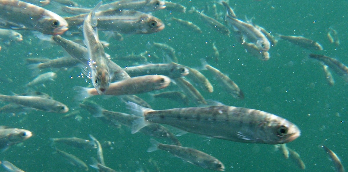 A school of fish swimming underwater in clear water.