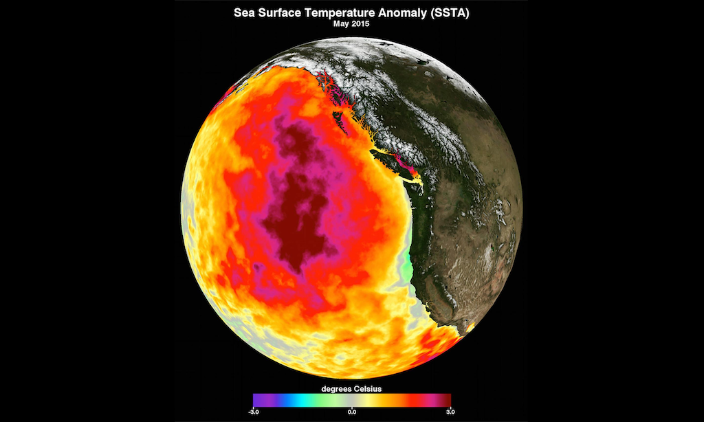 Globe showing sea surface temperature anomaly in May 2015 with warm blob in pink/red/yellow covering North Pacific.