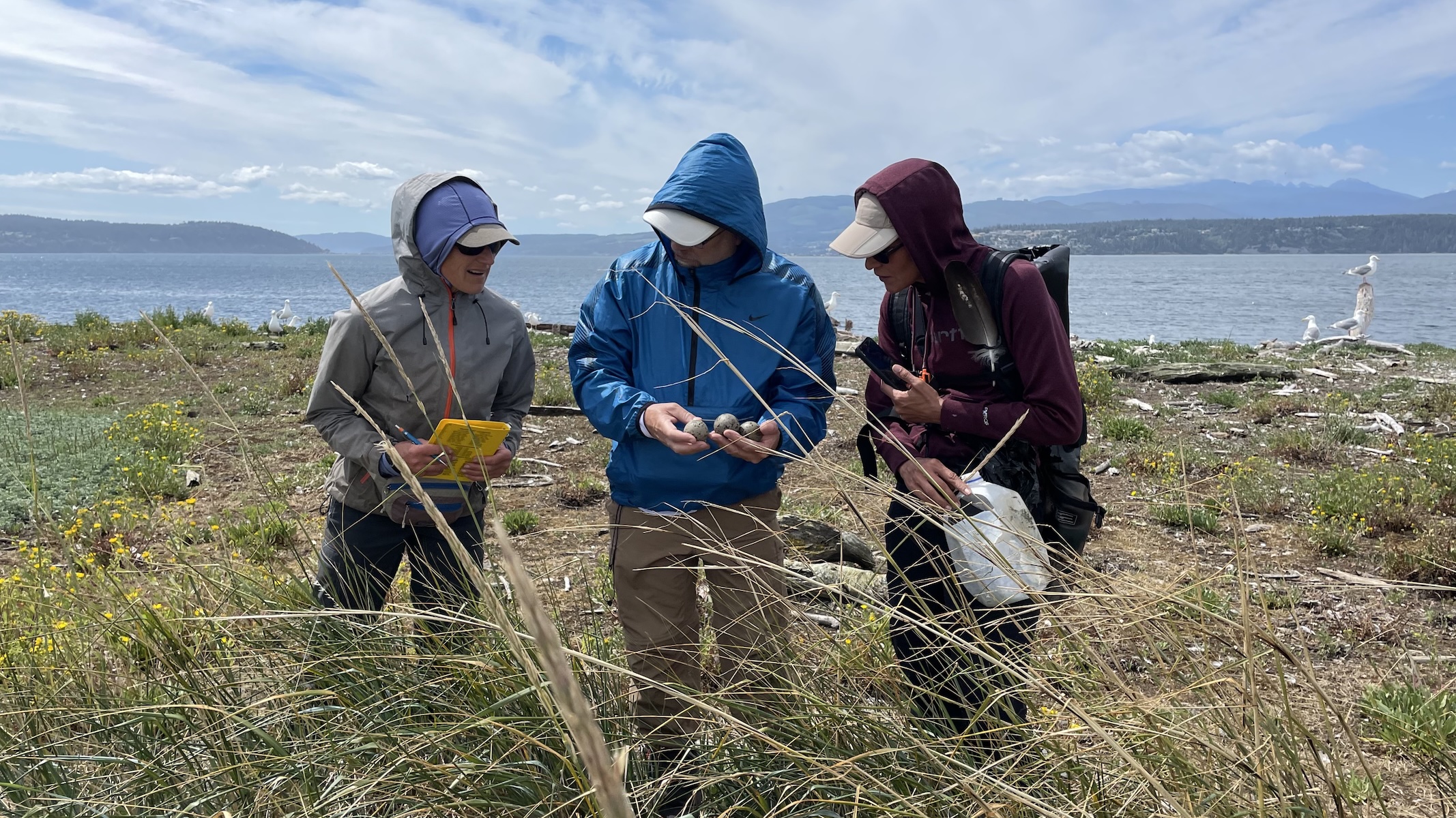 Three people in outdoor gear stand on grass near water, examining bird eggs in hand, with distant land and a partly cloudy sky