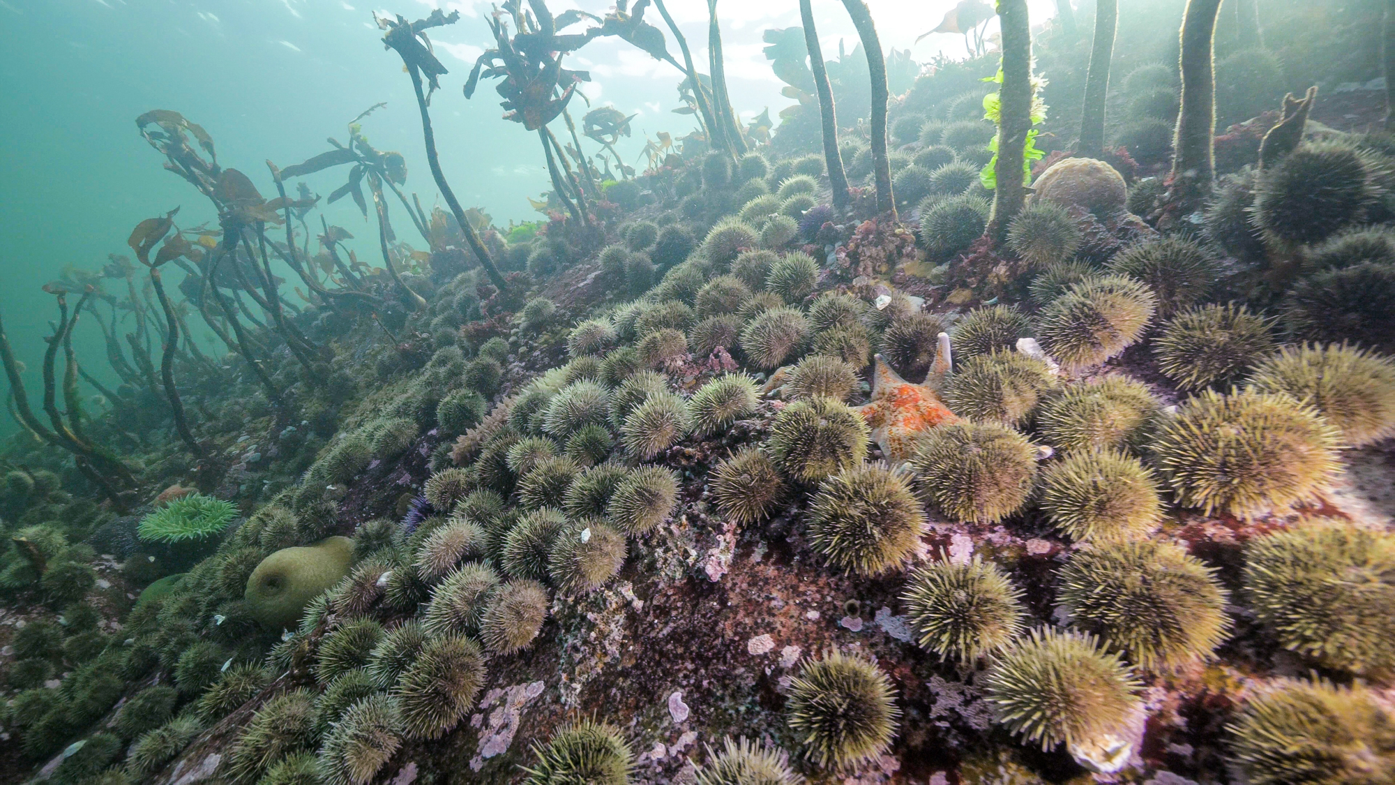 Underwater sea bed covered with sea urchins, anemones, and a sea star beneath kelp stalks.