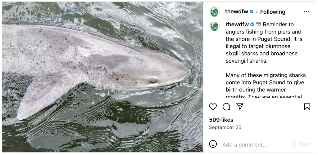 Screen capture of an Instagram post with an image of a shark and text.