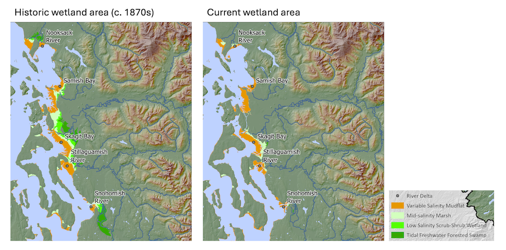 Side-by-side maps comparing wetland areas in northern Puget Sound from the 1870s to present, showing significant wetland loss near major river deltas.