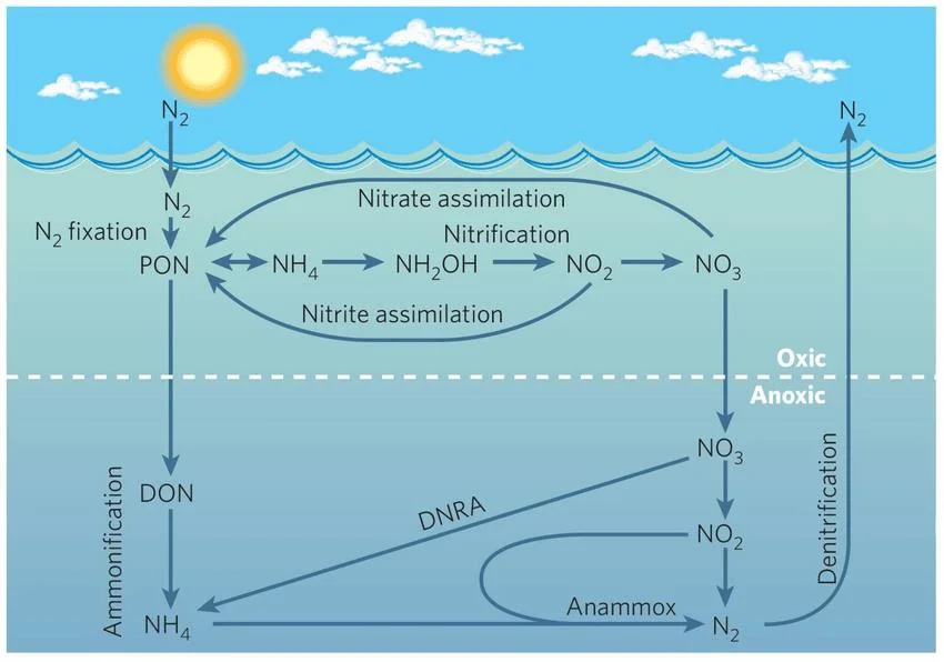 Diagram of marine nitrogen cycle. Details in caption.