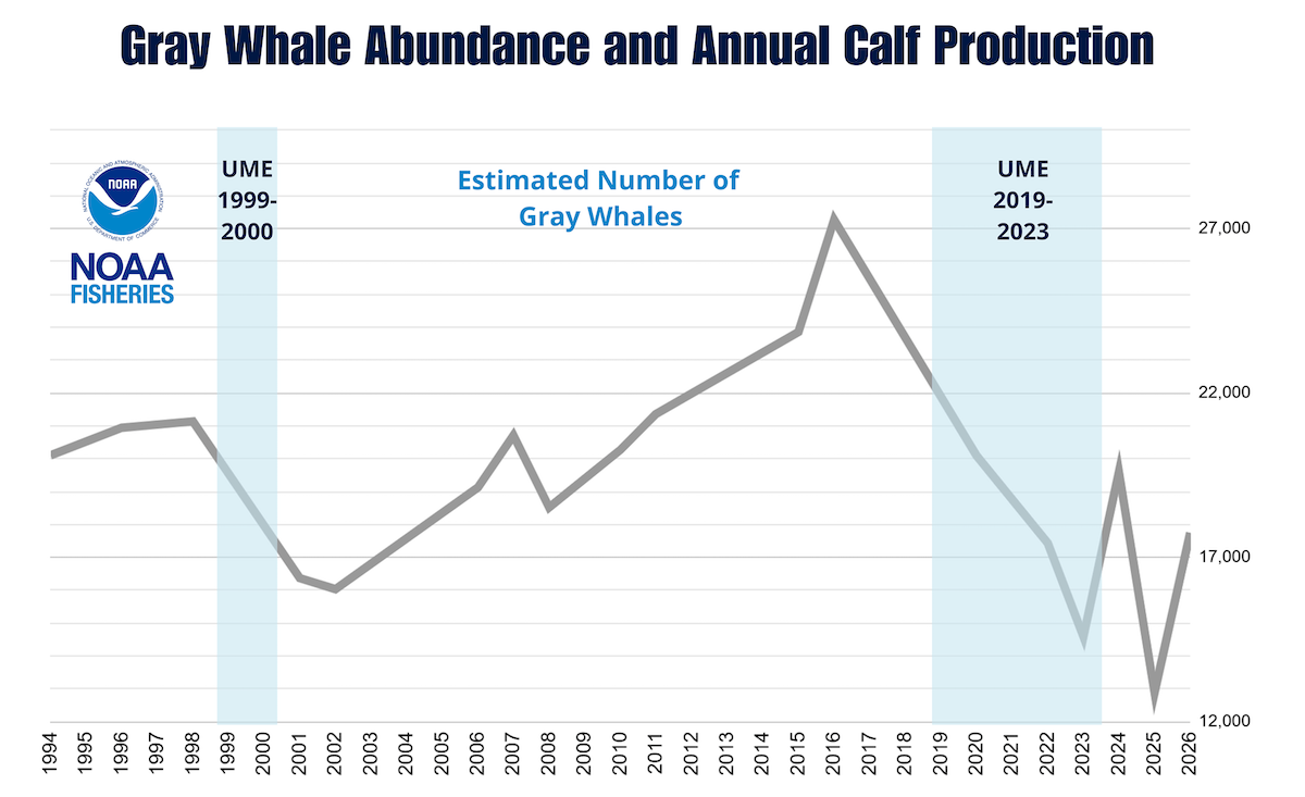 Graph showing estimated number of gray whales from 1994 to 2026. 