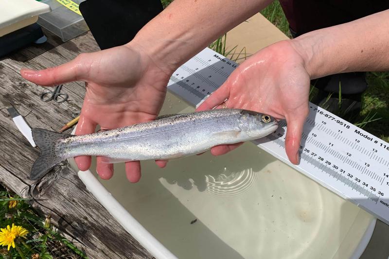 Close up of a person holding a fish above tub of water with a ruler resting on it.