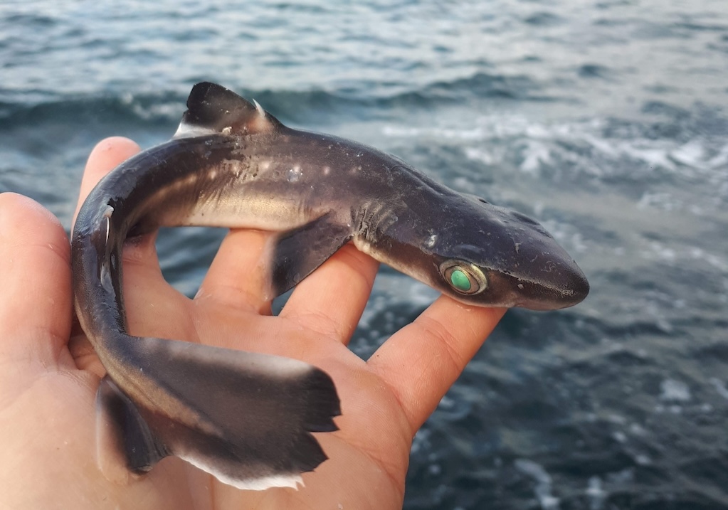 Saltwater Dogfish