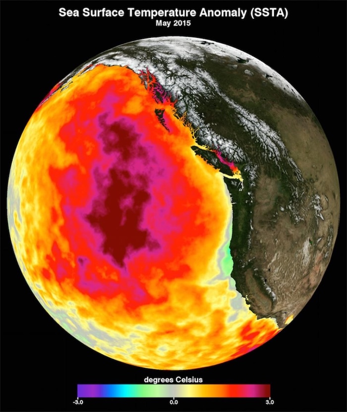 Circular map of sea surface temperature anomalies in the Pacific Ocean, showing deviations along the west coast of North America. Data from May 2015.