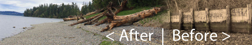 Before and after view of shoreline restoration project at Penrose Point State Park in Pierce County, WA.