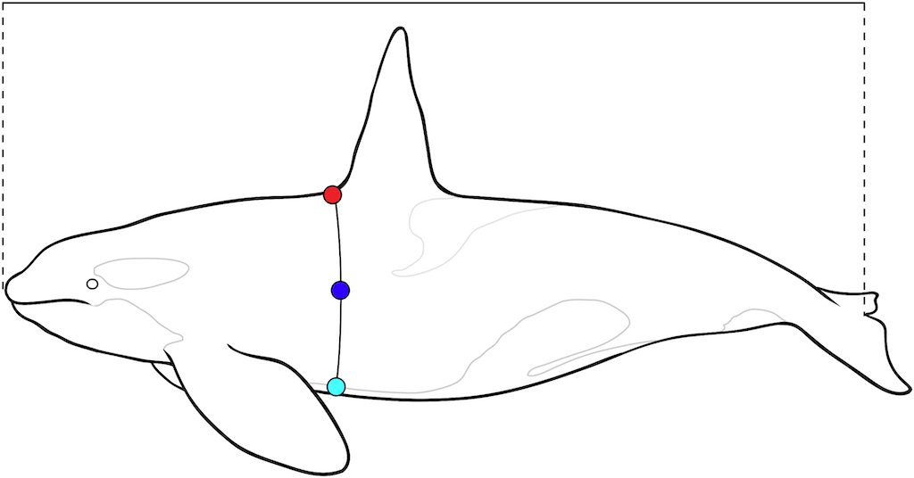 Illustratio of standard length, girth, and blubber thickness measurements taken from stranded killer whales.