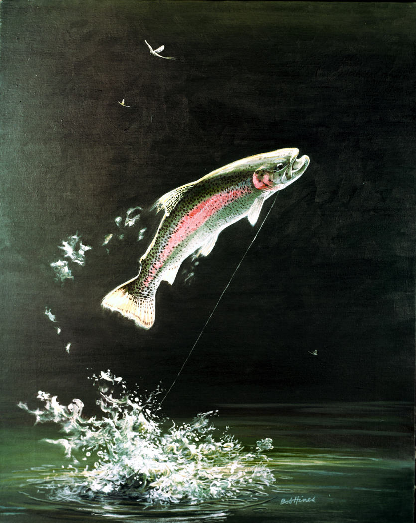Rainbow Trout (Oncorhynchus mykiss)