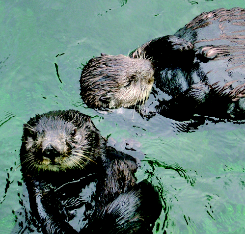 Sea otters feeding. Photo: Leo Shaw, The Seattle Aquarium.