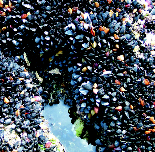 Mussels. Photo: Leo Shaw, The Seattle Aquarium.