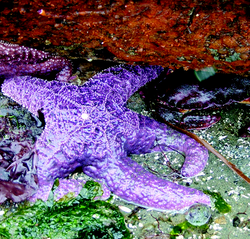 Starfish. Photo: Leo Shaw, The Seattle Aquarium. 