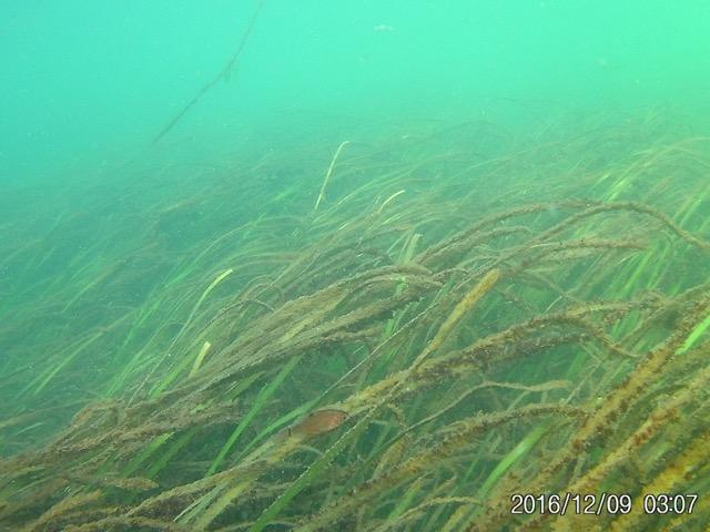 Eelgrass beneath the water. Photo by Olivia Graham. 