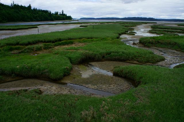 ​Tidal marsh at the Nisqually National Wildlife Refuge in Puget Sound. Photo courtesy of USFWS.