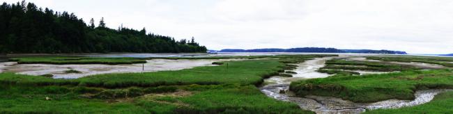 Tidal Marsh Panorama Low Tide; Nisqually National Wildlife Refuge. Photo: David Patte/U.S. Fish and Wildlife Service (CC BY 2.0) https://www.flickr.com/photos/usfwspacific/5844530404