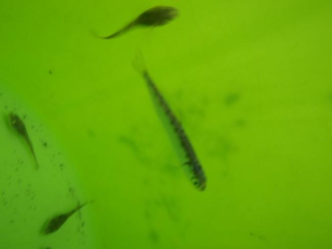   Chinook salmon fry. Photo: Michael Grilliot, DNR (CC BY-NC-ND 2.0) https://www.flickr.com/photos/wastatednr/6878159222 
