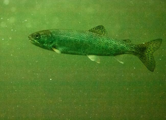Young steelhead at Ballard Locks. Photo: Ingrid Taylar (CC BY 2.0) https://www.flickr.com/photos/taylar/7081536165