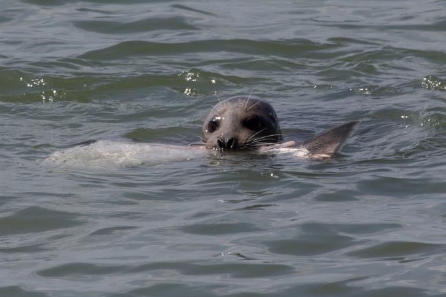 Seal vs Salmon in Vancouver, BC. Photo: cesareb (CC BY-NC 2.0) https://flic.kr/p/e8FqhT