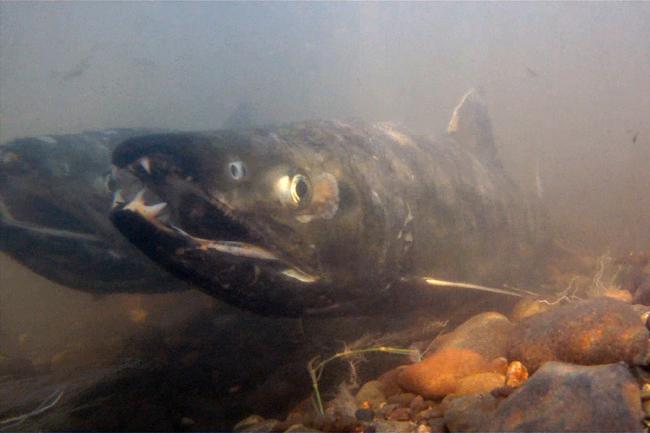 Chum salmon Underwater view of chum salmon