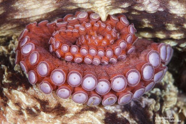 Pacific Giant Octopus suckers. Photo by Brandon Cole. All rights reserved. Courtesy of Explore the Salish Sea: A Nature Guide for Kids. 