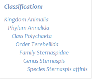 Classification