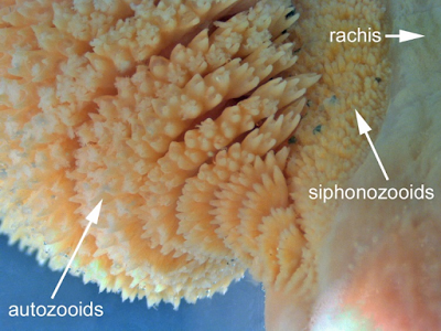 A close-up of a preserved Orange Sea Pen showing the gastrozooids  (feeding polyps), siphonozooids (pumping polyps), and rachis (central stalk).