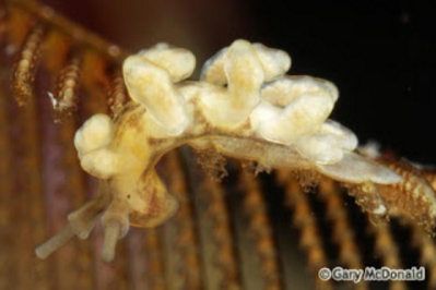 D. columbiana on a colony