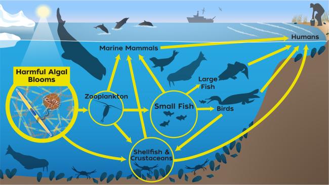 Food web diagram Food web diagrams reveal connections between predators and prey. In this drawing, they show how harmful toxins produced by algae can move from one species to another.