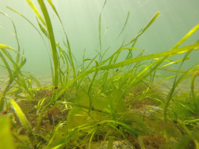 Eelgrass near Joemma Beach State Park. Photo by Jeff Gaeckle.