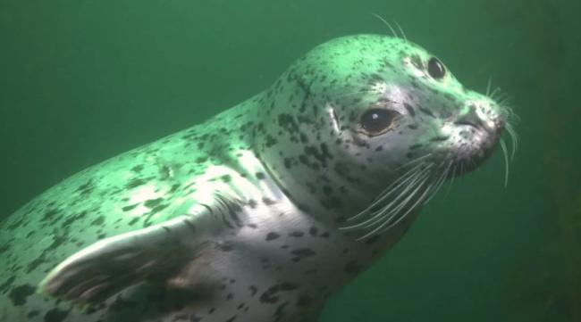 Harbor seal Underwater view of a harbor seal.