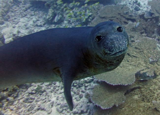 A Hawaiian monk seal at Papahānaumokuākea Marine National Monument. Photo by: Karen Bryan/Hawaiian Institute of Marine Biology (CC BY-NC 2.0) https://www.flickr.com/photos/papahanaumokuakea/38322932854