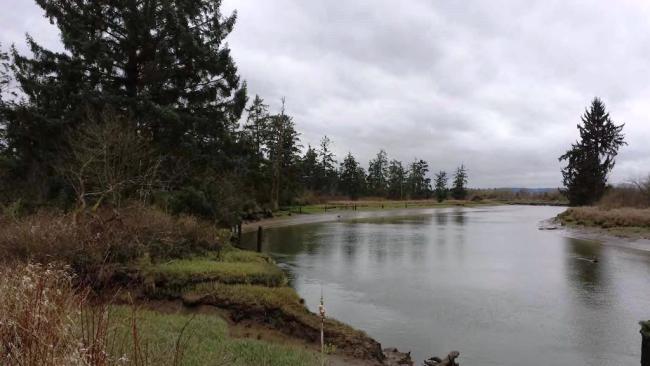 View of waterway and Sitka spruce trees at Heron Point. Photo: WA Department of Ecology.