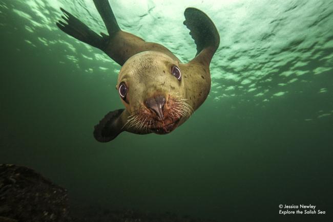 Steller sea lion. Photo by Jessica Newley. All rights reserved. Pacific Giant Octopus suckers. Photo by Brandon Cole. All rights reserved. Courtesy of Explore the Salish Sea: A Nature Guide for Kids. 