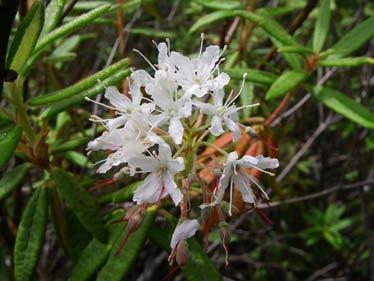 Labrador tea, which grows in boggy areas. Plant assemblages that grow in bogs are found nowhere else. Photo by Jennifer Vanderhoof.