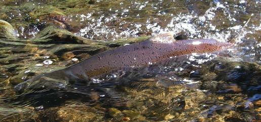 Chinook salmon. Photo courtesy of Bellevue Stream Team.