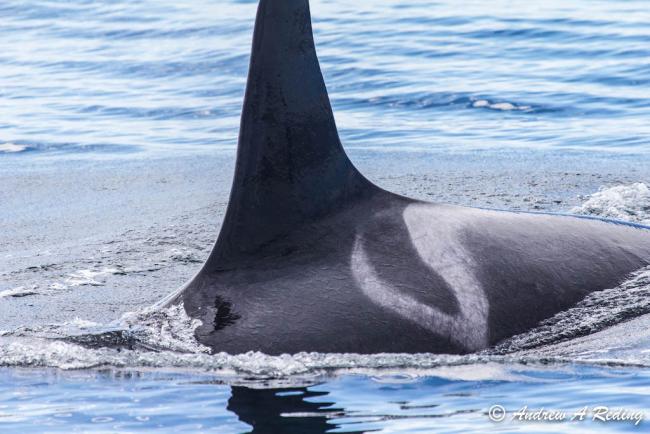 Saddle patch marking behind dorsal fin of orca L25, Ocean Sun. Photo: Andrew Reding (CC BY-NC-ND 2.0) https://flic.kr/p/fLDPCR