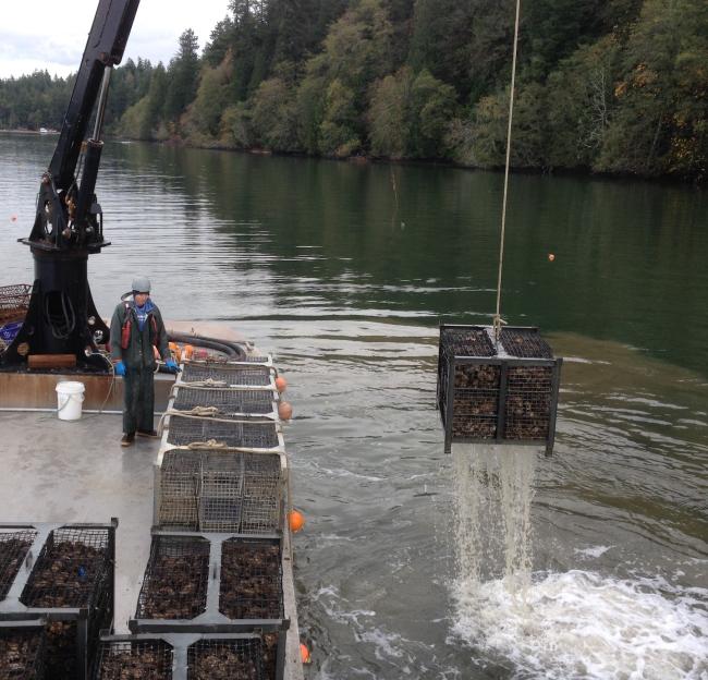Oyster farming in South Puget Sound Wire mesh box containing recently harvested oysters being lifted from the water.
