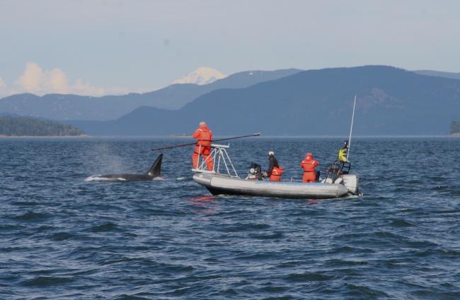 Scientists collect breath samples of an orca using a long pole with petri dishes attached at the end. Photo: Pete Schroeder