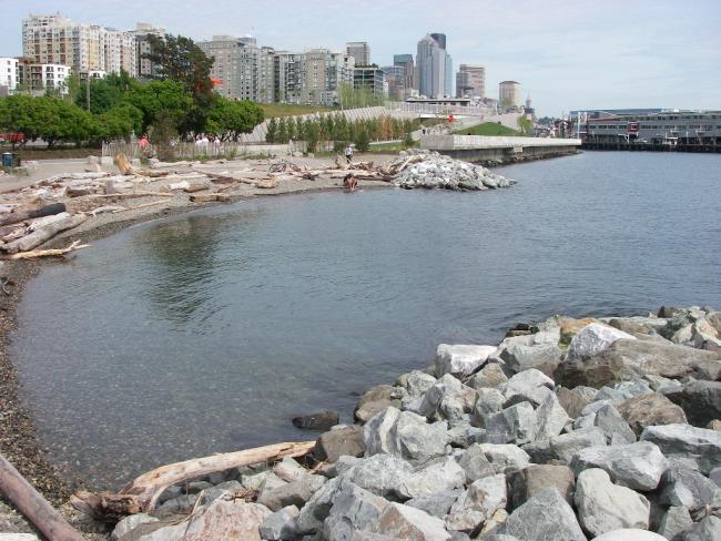Pocket beach at Olympic Scupture Park. The pocket beach replaced riprap armoring, and the habitat bench was added as a shelf to the base of the seawall.