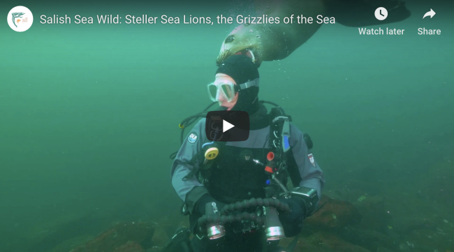 A still from an episode of "Salish Sea Wild." Image courtesy of the SeaDoc Society. 