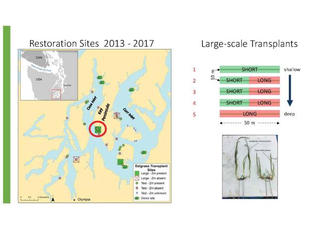 South Puget Sound eelgrass restoration sites. Source: WA DNR