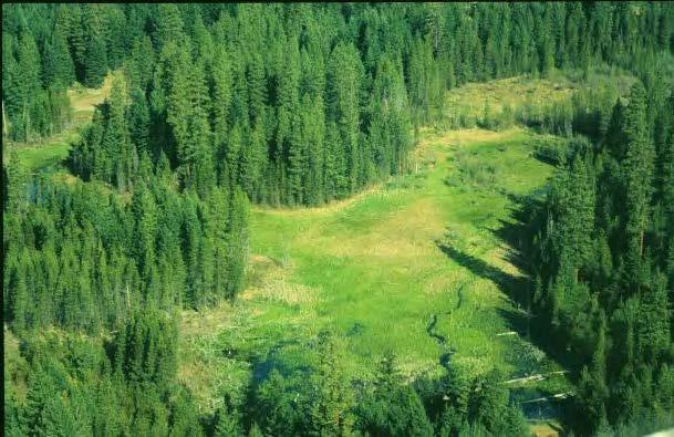 Sandhill crane nesting habitat in Klickitat County, Washington.