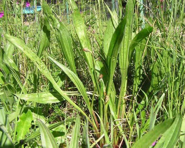 Introduced plantain (Plantago lanceolata). Photo by D. Stinson.