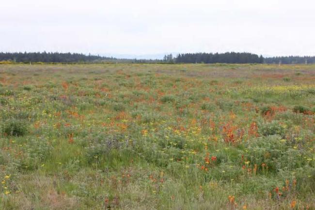 Enhanced Taylor’s checkerspot habitat on Joint Base Lewis-McChord.