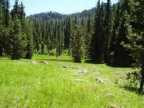 Meadow in Cascades occupied by Mardon skippers (photo by Xerces Society).